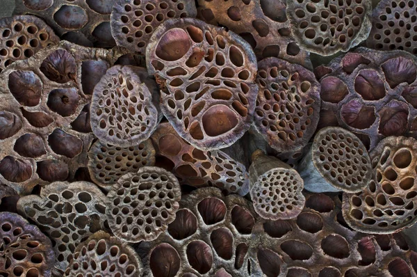 Dried lotus pods create a background pattern of texture