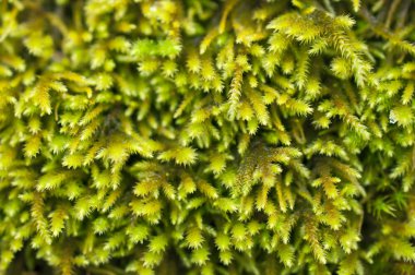 Yeşil yosun closeup makro görünümü