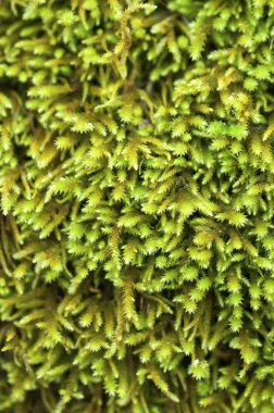 Ağaç closeup makro görünümü üzerinde yosun