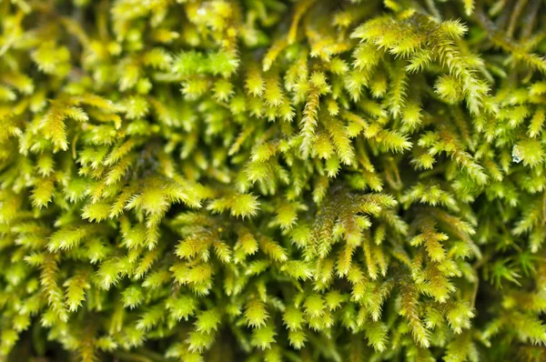 Yeşil yosun closeup makro görünümü