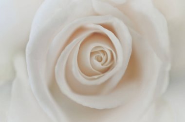 Yumuşak makroyu arka planda beyaz gül portre