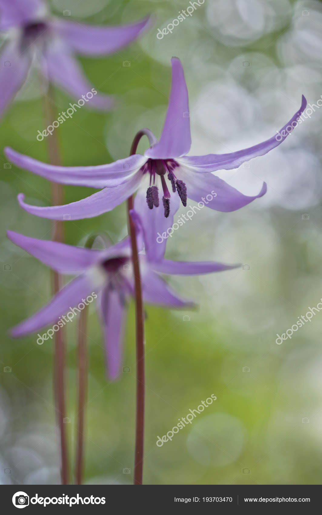 Purple Fawn Lily Flowers English Garden Macro View Purple Fawn Stock Photo C Visionteller Purple Fawn Lily Flowers English Garden Macro View Purple Fawn Stock Photo C Visionteller
