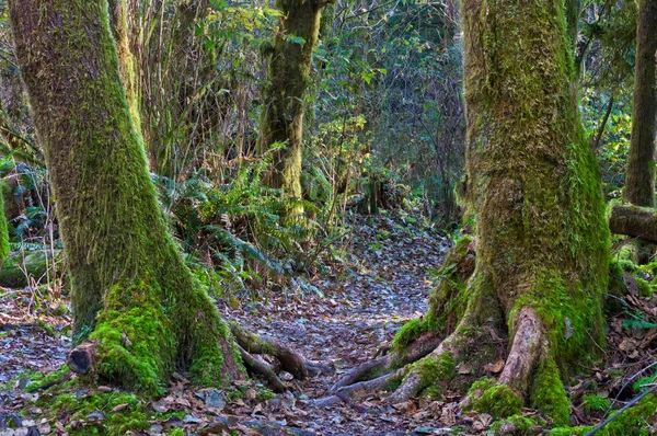 Forêt Boisée Avec Anciens Arbres Moussus Une Voie Ouverte — Photo