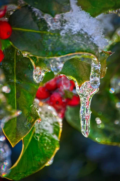 Icicle Hanging Holly Berry Leaves Macro Close View — Stock Photo, Image