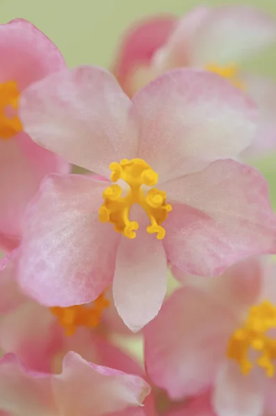 Angel Wing Begonia Flowers Macro Close View — Stock Photo, Image