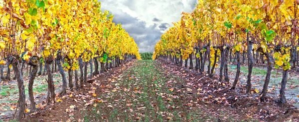 Panoramablick Auf Die Reihen Der Weinberge Herbstlichen Farben lizenzfreie Stockfotos