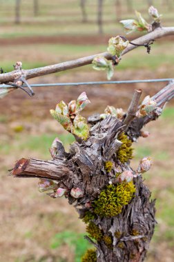 Üzüm bağında üzüm tomurcukları yetişen üzüm sapı