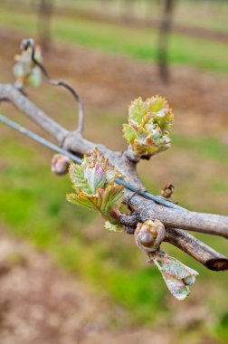 Üzüm tomurcuğu yeni büyüme kümeleri asma üzerinde sarmaşıkları kapatır