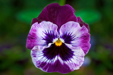 Mor ve beyaz çiçek yüzlü, yakın çekim makro manzaralı hanım evladı.