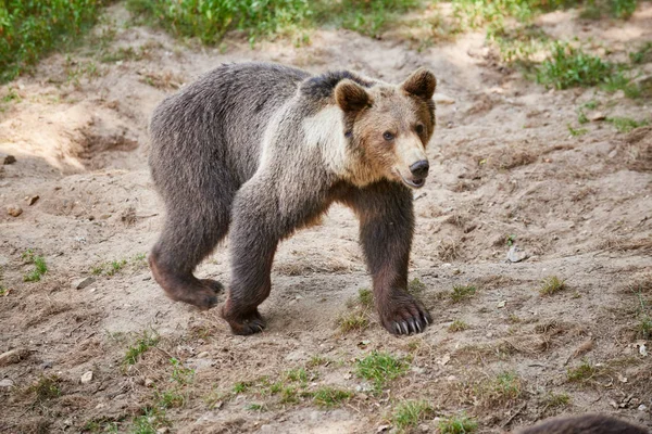 Młody niedźwiedź brunatny zwyczajny — Zdjęcie stockowe