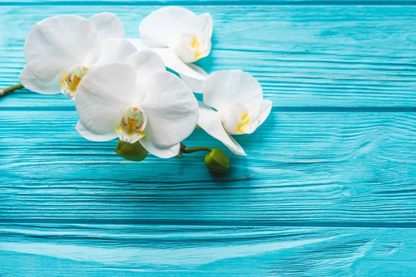 White orchid on blue background — Stock Photo, Image