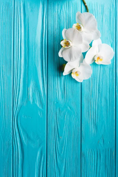 파란 배경에 백색 난초 — 스톡 사진