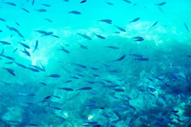 Denizde su altında balık sürüsü