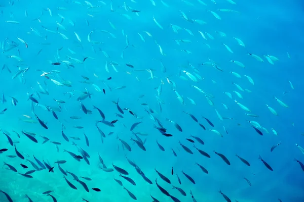 School of fish in the sea Underwater — Stock Photo, Image
