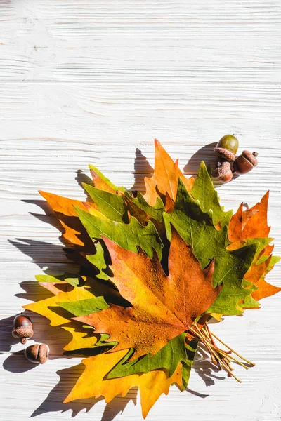 Beyaz arkaplanda sonbahar yaprakları