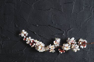 Koyu arka plan bahar beyaz çiçekler