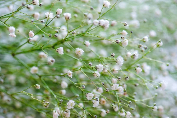 Flores brancas fundo de primavera — Fotografia de Stock