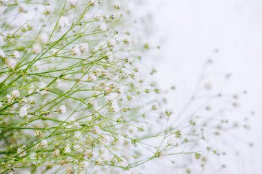 Beyaz çiçekler bahar arka plan