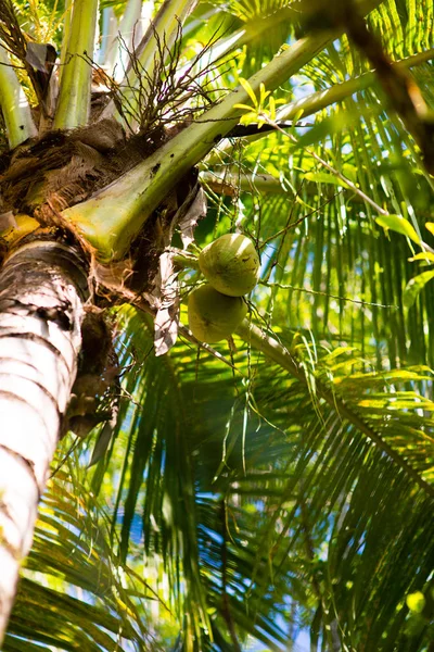 Coconut on the tree — Stock Photo, Image