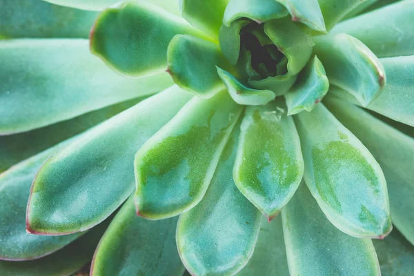 Succulent plant close up background Stock Picture