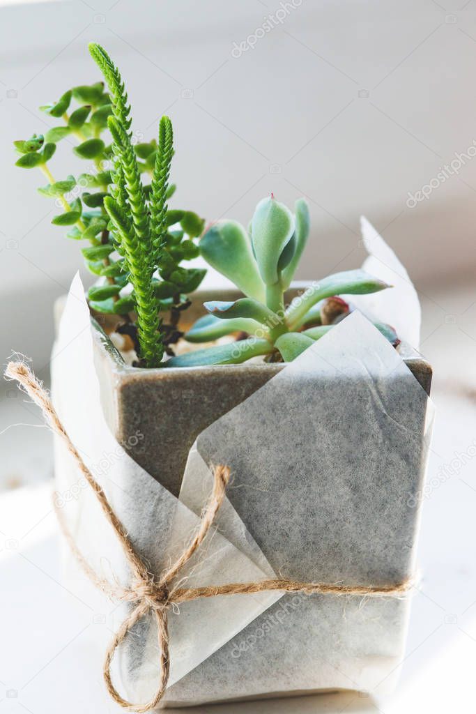 Small garden of succulent plants close up