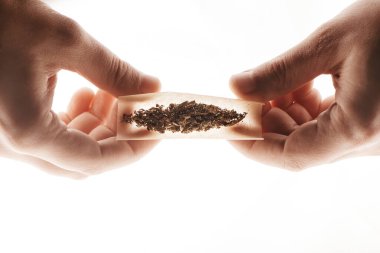 Erkek eli marihuana marihuanası hazırlıyor..