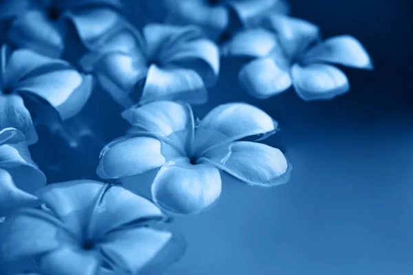 Frangipani plumeria flowers floating in water toned in blue color. Stock Photo