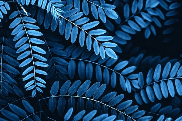 Closeup view of leaves of acacia background. Royalty Free Stock Images
