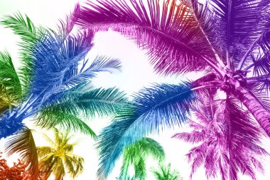 Beyaz arkaplanda gökkuşağı renkli palmiye ağaçları.