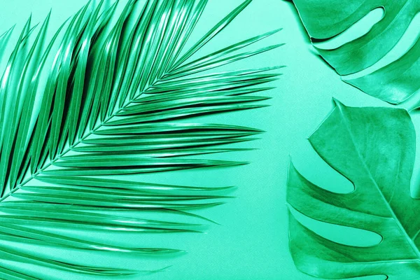 Tropical palm leaf and monstera on mint background.