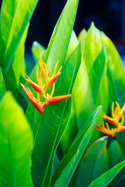 Egzotik tropik çiçeğe yakın Strelitzia reginae.