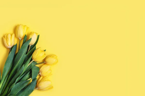 Ferske, vakre, gule tulipaner på gul bakgrunn . – stockfoto