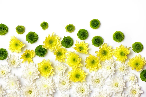 Crisântemos brancos, verdes e amarelos sobre um fundo branco . — Fotografia de Stock