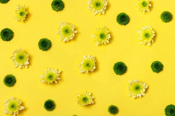 Green and yellow chrysanthemums on yellow background. — Stock Photo, Image