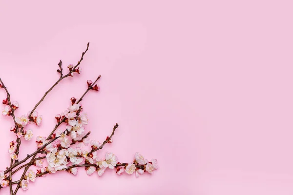 Vårblomster på rosa bakgrunn. – stockfoto