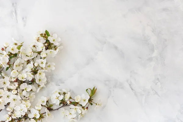 Vårkirsebærblomst på hvit marmor . – stockfoto