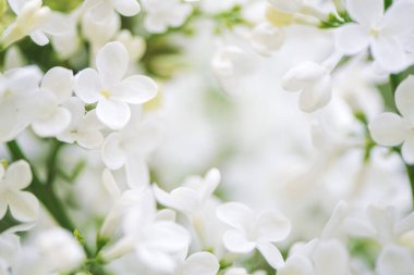 Güzel beyaz leylak çiçekleri.