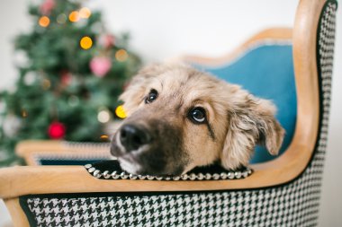 Şirin köpek yavrusu köpek süslü Noel ağacı Studio yakınındaki