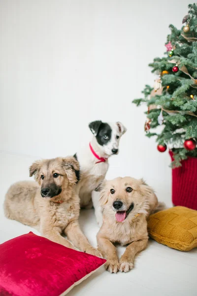 Niedliche Hundewelpen neben geschmücktem Weihnachtsbaum im Atelier — Stockfoto