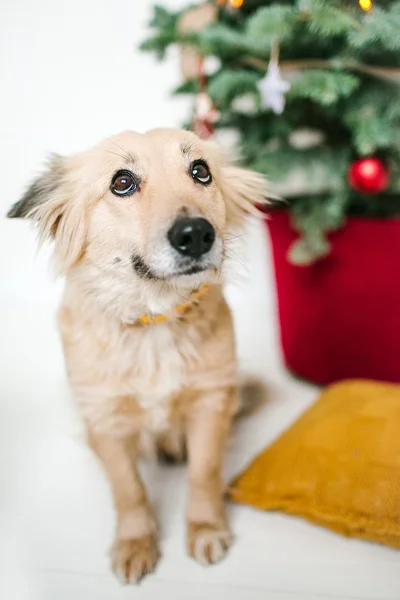 Roztomilé štěně pes poblíž zdobené vánoční strom ve studiu — Stock fotografie