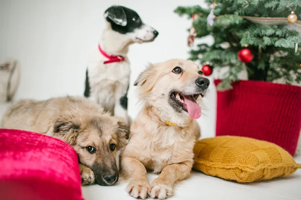 Cute puppy dogs near decorated Christmas tree in studio — Stock Photo, Image