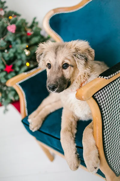 Schattige puppy hond in de buurt van versierde kerstboom in studio — Stockfoto