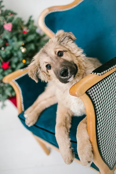 Lindo cachorro cerca del árbol de Navidad decorado en el estudio — Foto de Stock