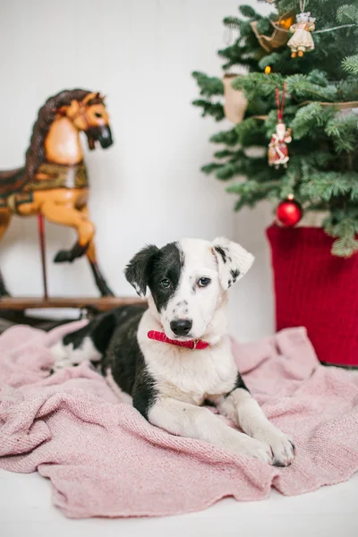 Cute puppy dog near decorated Christmas tree in studio — Stock Photo, Image