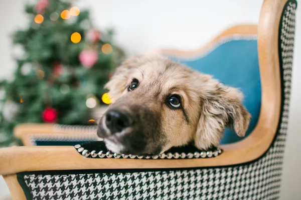 Niedlicher Hundewelpe neben geschmücktem Weihnachtsbaum im Atelier — Stockfoto