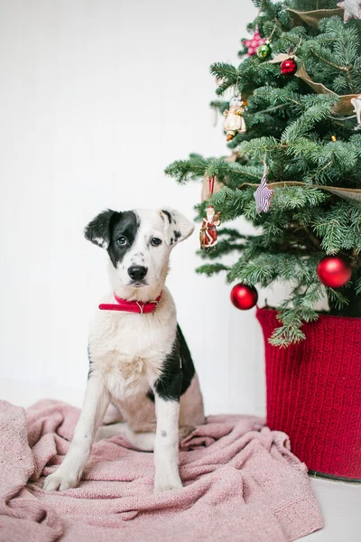Niedlicher Hundewelpe neben geschmücktem Weihnachtsbaum im Atelier — Stockfoto