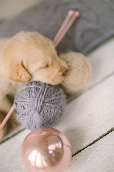 Pequeño lindo cachorro durmiendo en un cojín de punto con hilos — Foto de Stock