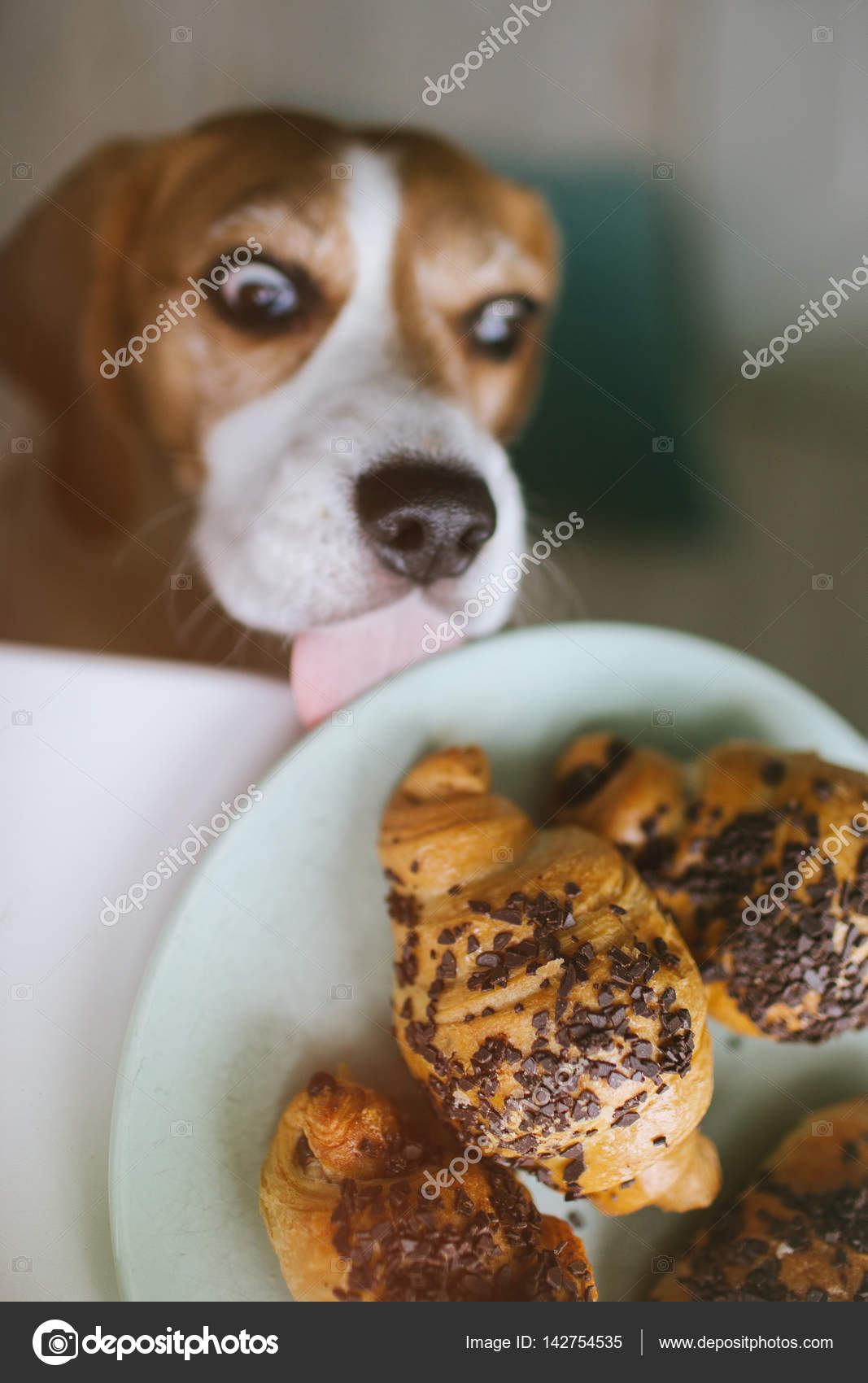 Are Dogs Not Allowed To Eat Chocolate