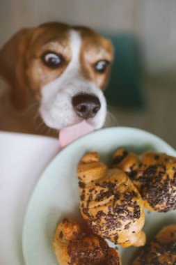 Ay çöreği yemeye çalışıyor yüzüne parlak ifade ile köpek yavrusu