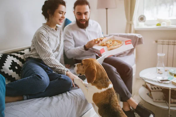 Joven pareja hipster casa comer pizza con portátil y perro — Foto de Stock